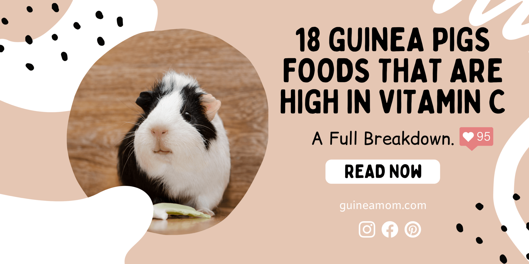 18 Guinea Pigs Foods That Are High in Vitamin C Guinea Mom