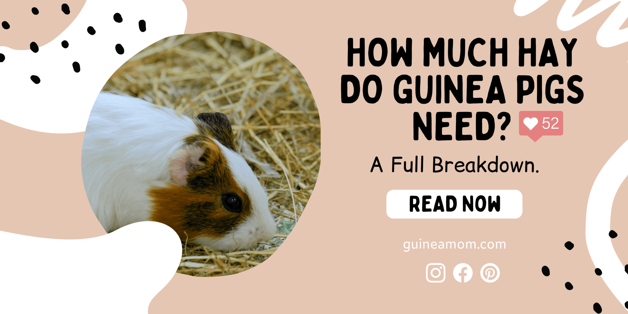 How Much Hay Do Guinea Pigs Need? Guinea Mom
