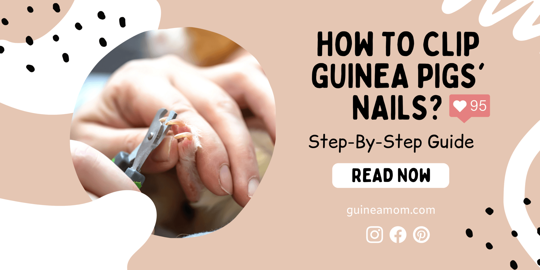 How To Clip Guinea Pigs´ Nails (StepByStepGuide) Guinea Mom