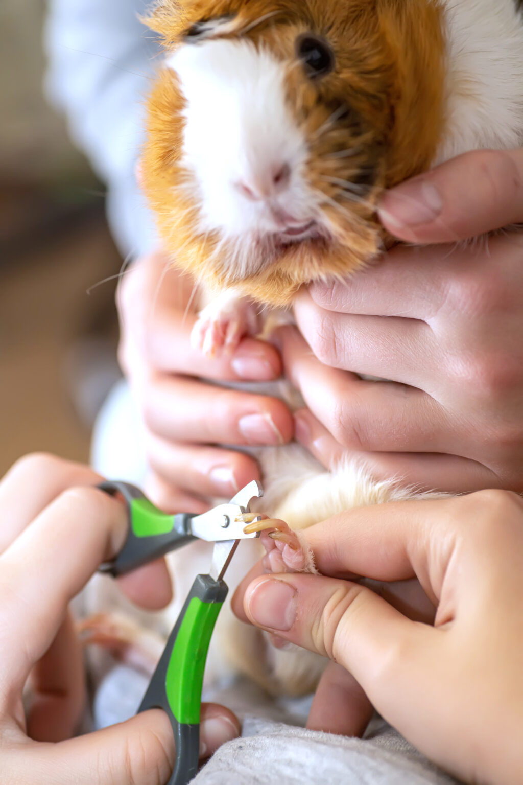 How To Clip Guinea Pigs´ Nails (StepByStepGuide) Guinea Mom