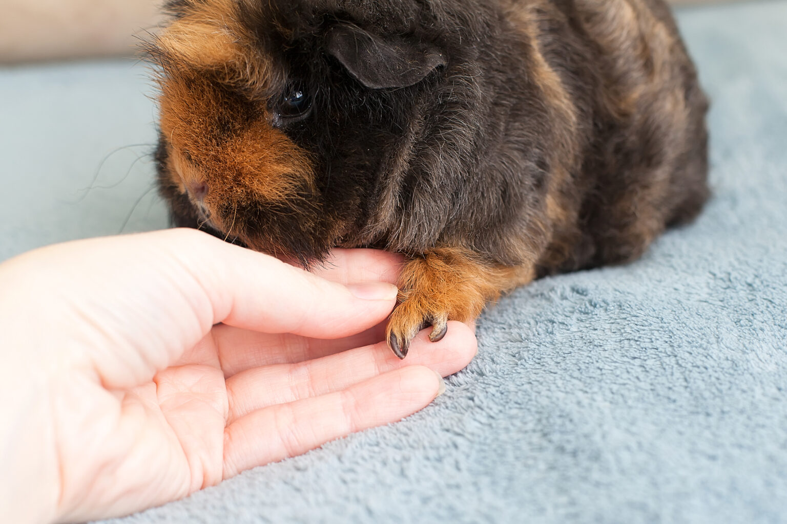 How To Clip Guinea Pigs´ Nails (StepByStepGuide) Guinea Mom