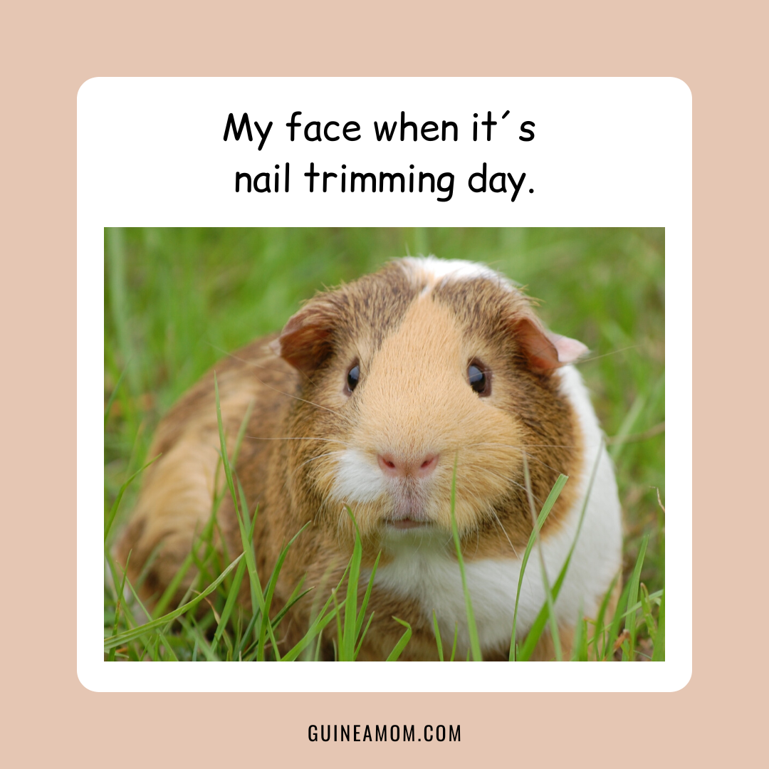 How To Clip Guinea Pigs´ Nails (StepByStepGuide) Guinea Mom