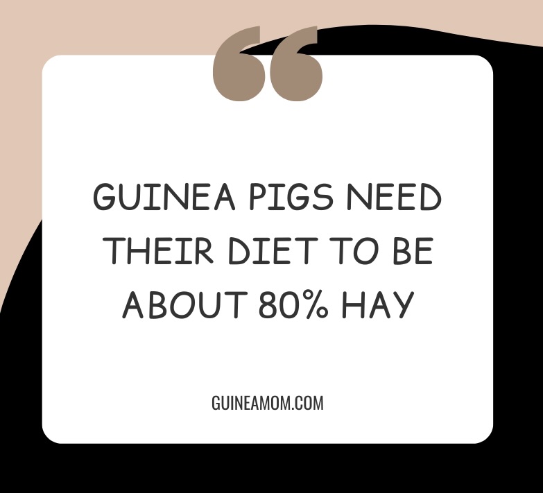 How Much Hay Do Guinea Pigs Need? Guinea Mom