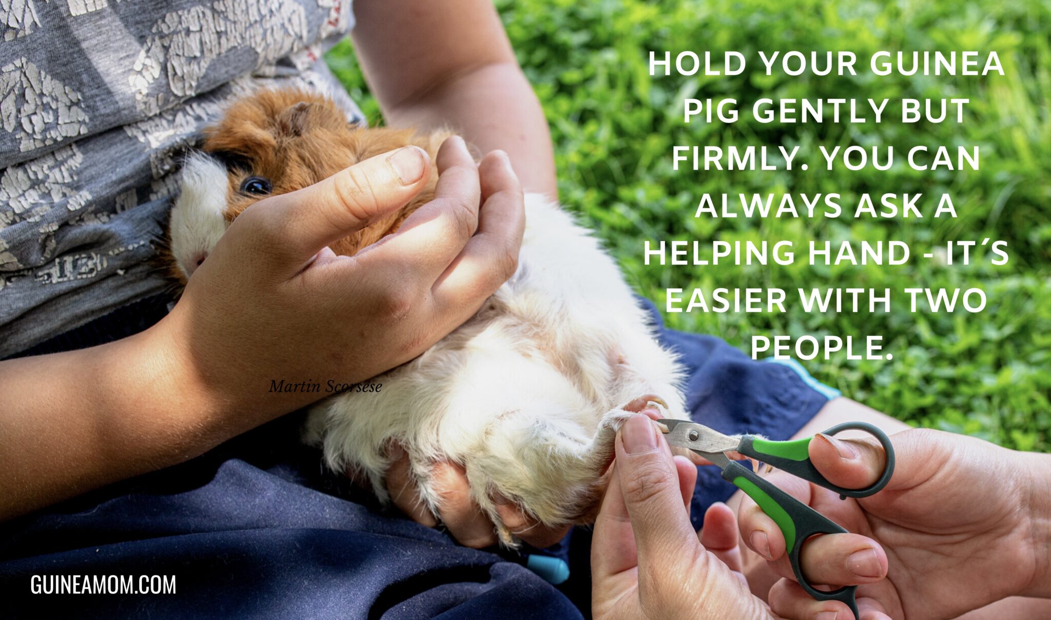 How To Clip Guinea Pigs´ Nails (StepByStepGuide) Guinea Mom