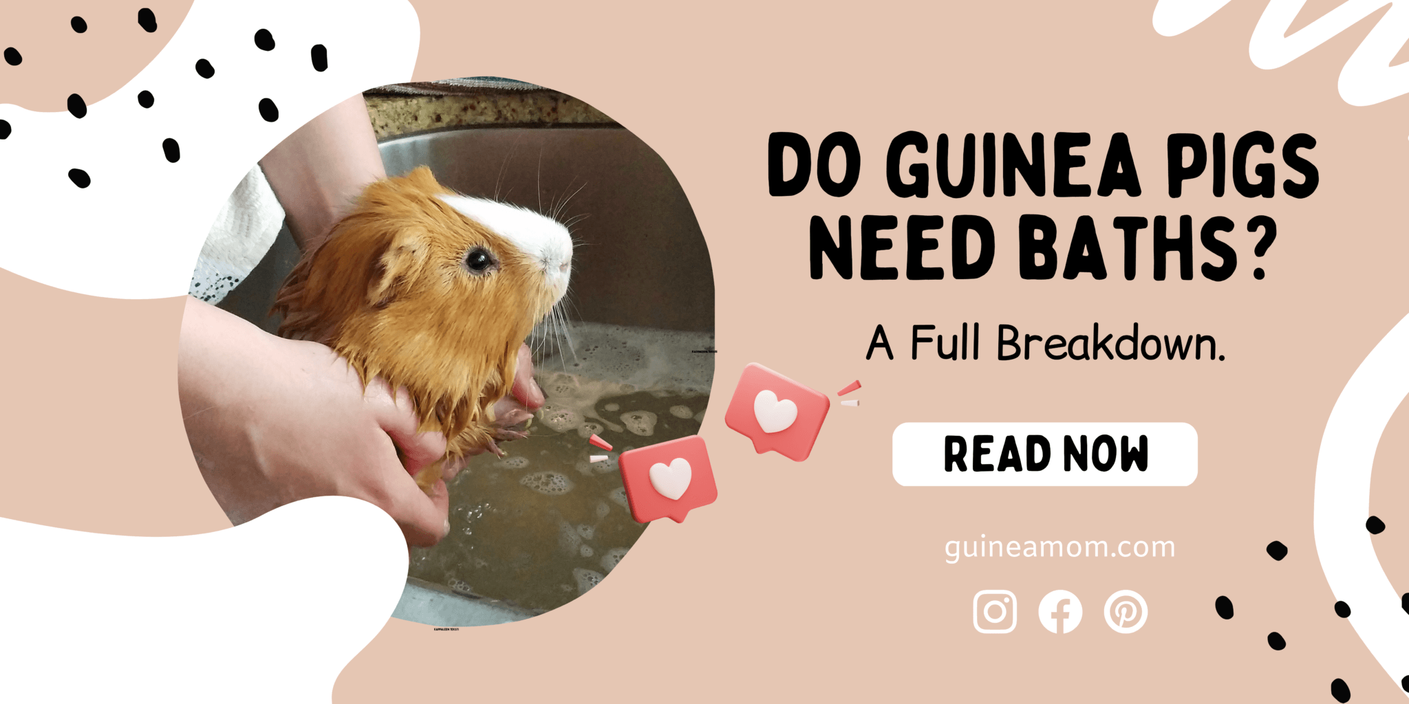 Do Guinea Pigs Need Baths? A Full Breakdown. Guinea Mom