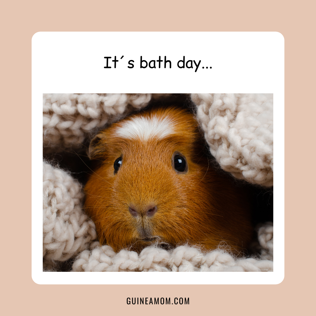 Do Guinea Pigs Need Baths? A Full Breakdown. Guinea Mom