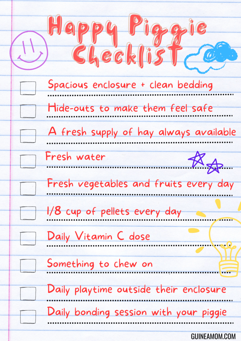 How To Pet a Guinea Pig? Guinea Mom