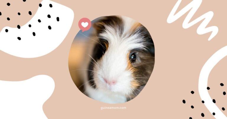 Average Lifespan Of Guinea Pigs