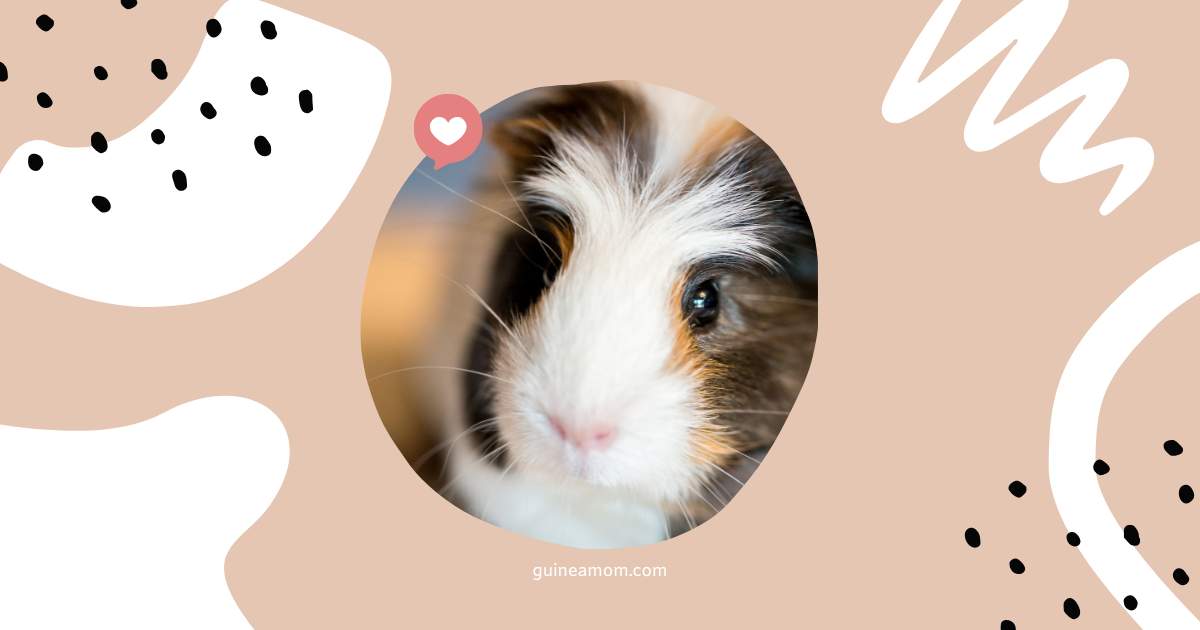 Average Lifespan Of Guinea Pigs
