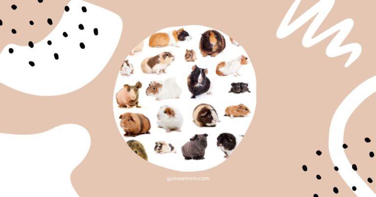 Best Guinea Pig Breeds For Beginners