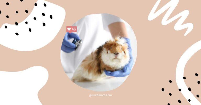 Common Guinea Pig Illnesses And Their Symptoms