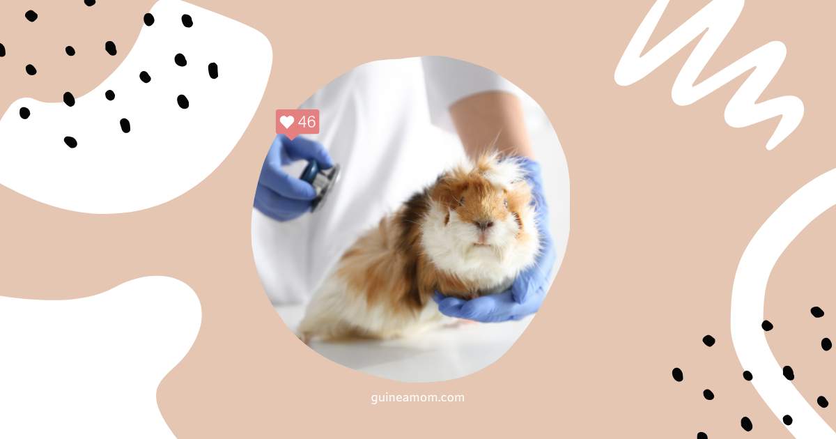 Common Guinea Pig Illnesses And Their Symptoms