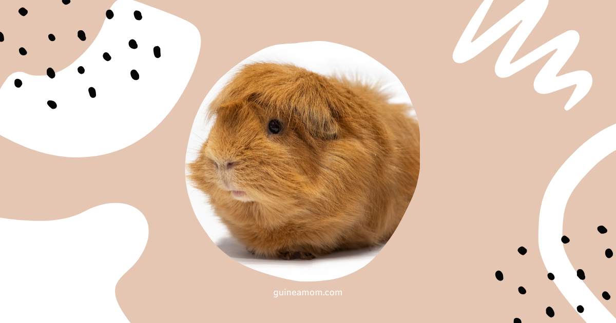Cute Guinea Pig Breeds