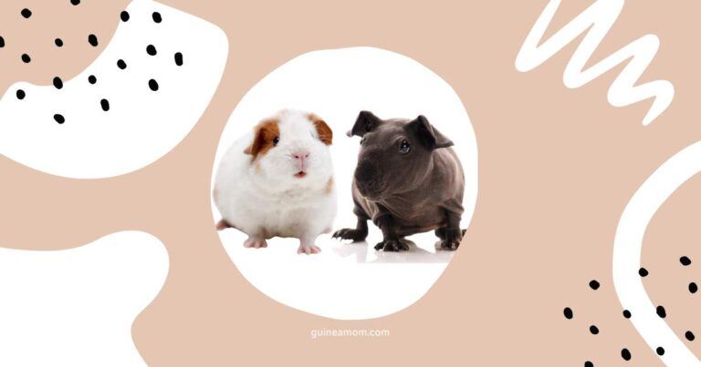 Differences Between Guinea Pig Breeds