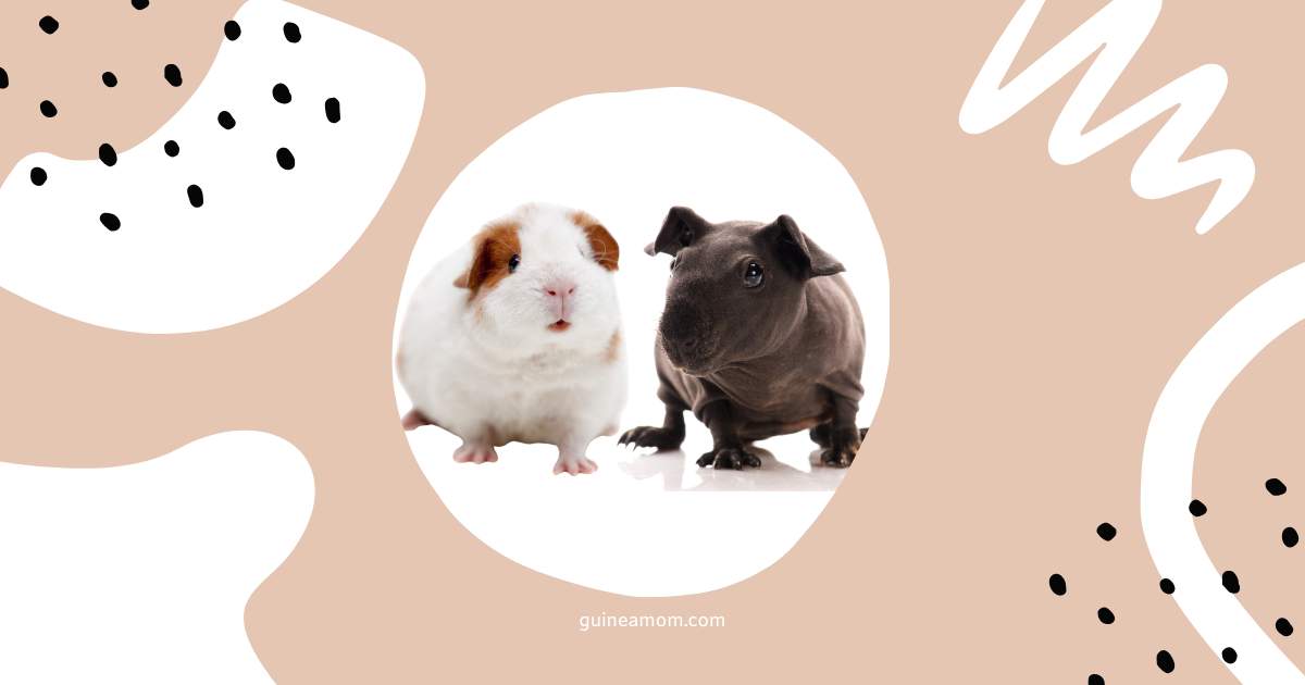 Differences Between Guinea Pig Breeds