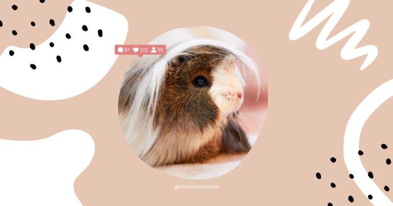 Fun Facts About Guinea Pig Breeds