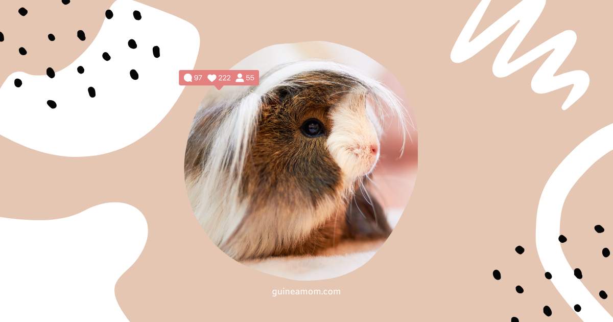 Fun Facts About Guinea Pig Breeds