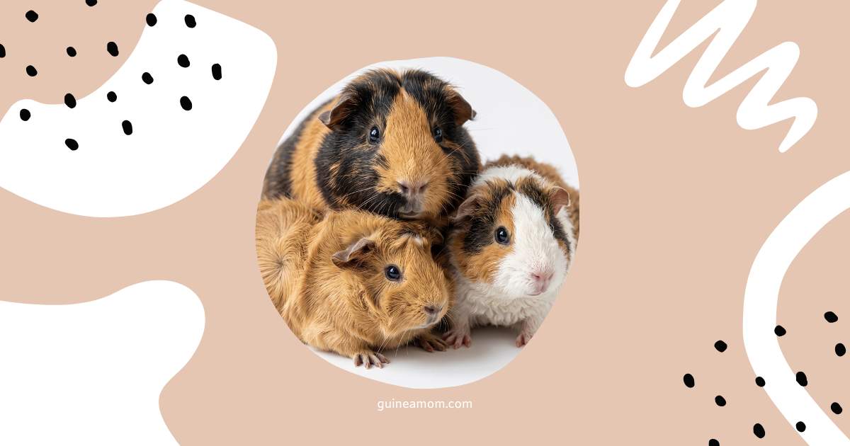Guinea Pig Breed Characteristics