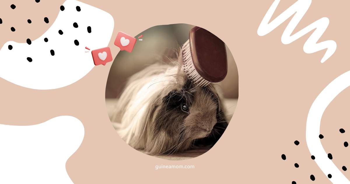 Guinea Pig Breed Grooming Needs