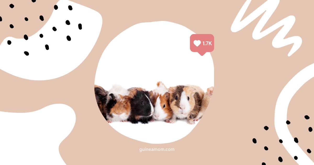 Guinea pig breed health issues