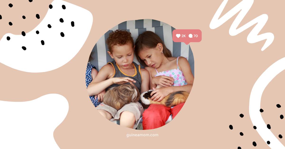Guinea Pig Breeds For Kids