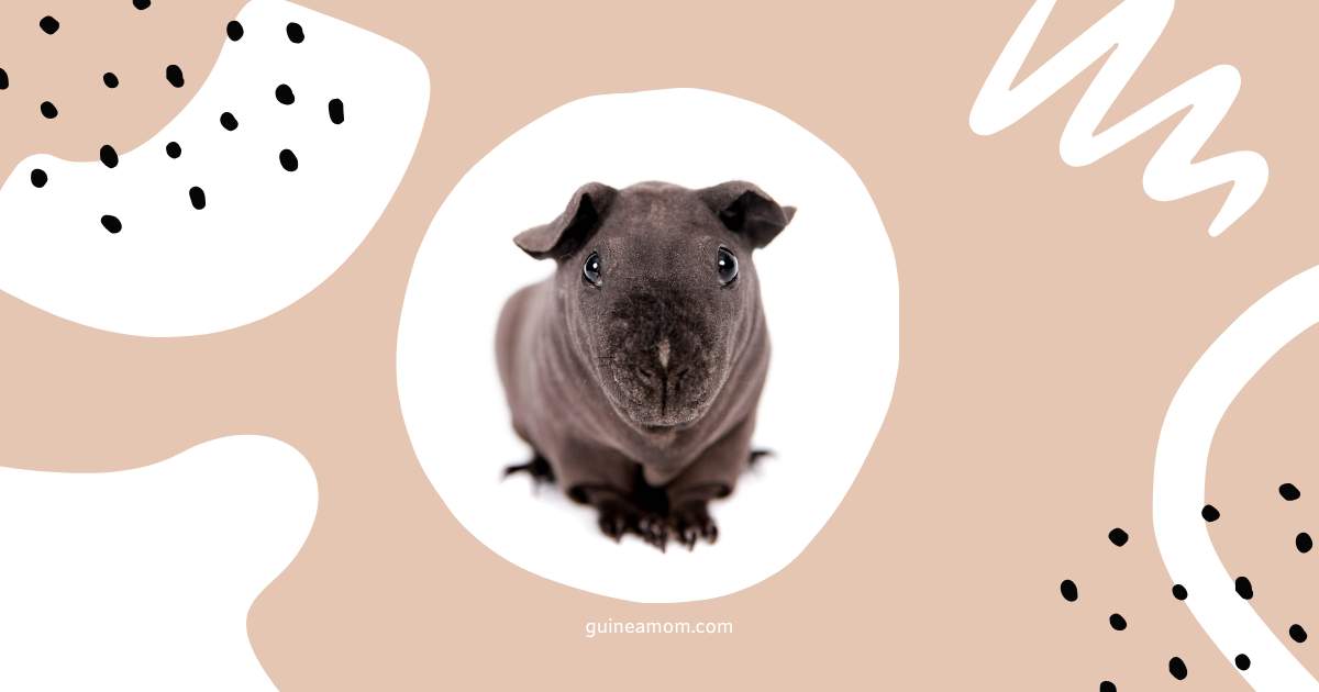 Guinea Pig Breeds With Funny Names