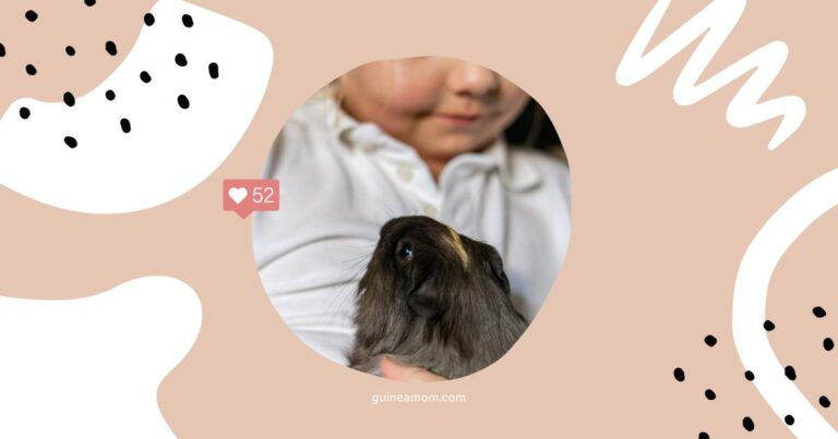 Guinea Pig Care For Kids
