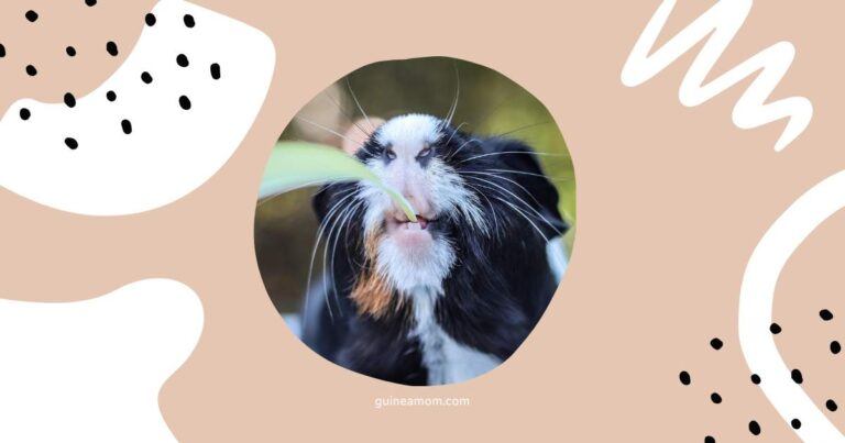 Guinea Pig Diet For Extended Lifespan