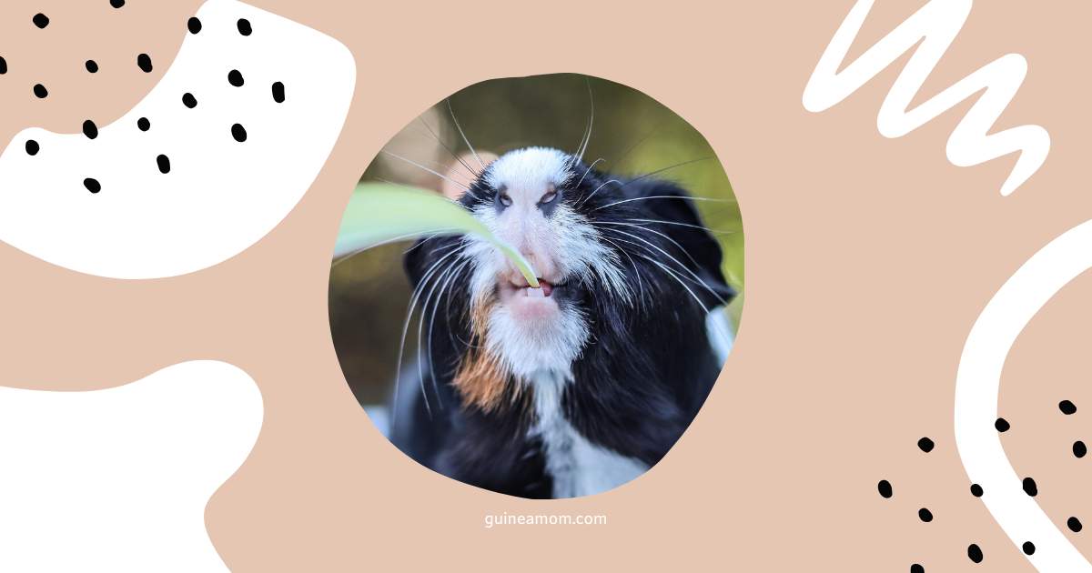 Guinea Pig Diet For Extended Lifespan
