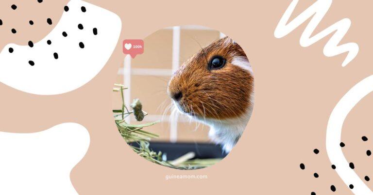 Guinea Pig Diet Tips