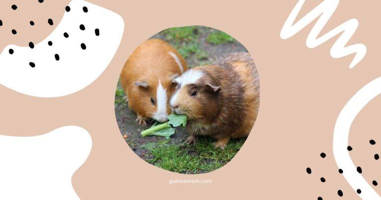 Guinea Pig Friendships Explained