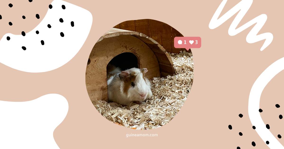 Guinea Pig Housing Tips