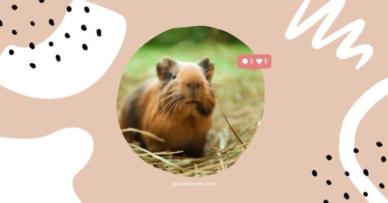 Guinea Pig Nutritional Needs