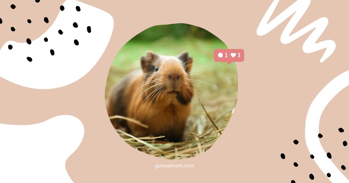 Guinea Pig Nutritional Needs