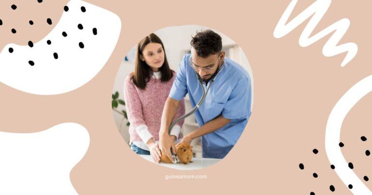 Guinea Pig Pregnancy Complications