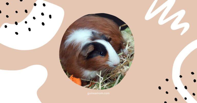 Guinea Pig Pregnancy Diet