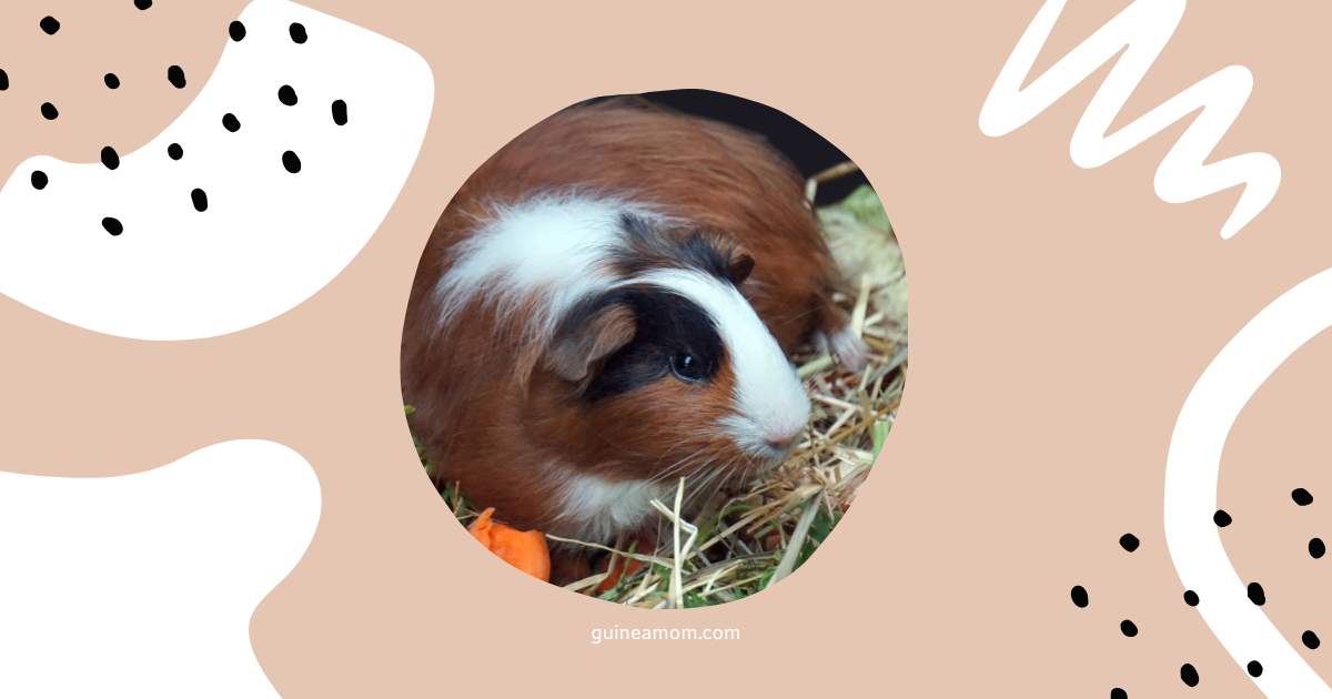 Guinea Pig Pregnancy Diet