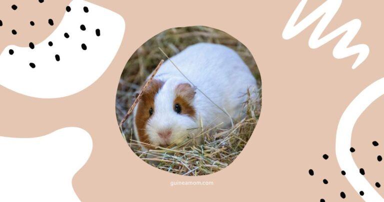 Guinea Pig Pregnancy FAQs