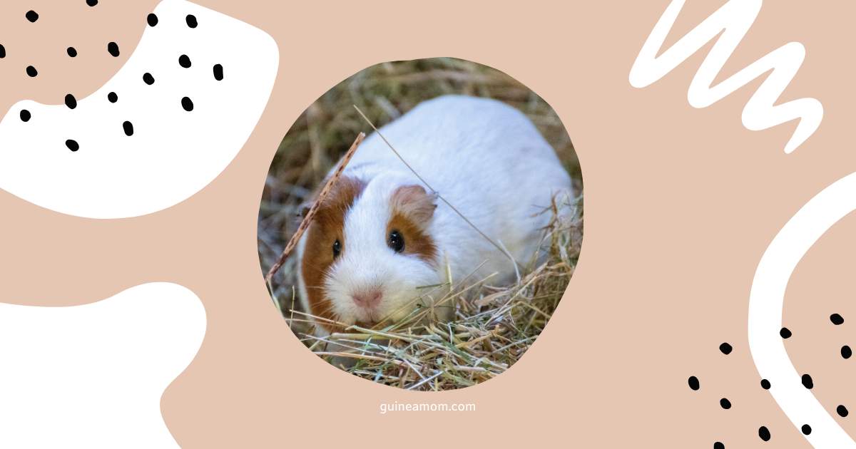 Guinea Pig Pregnancy FAQs