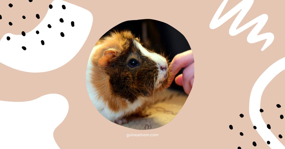 Guinea Pig Pregnancy Signs