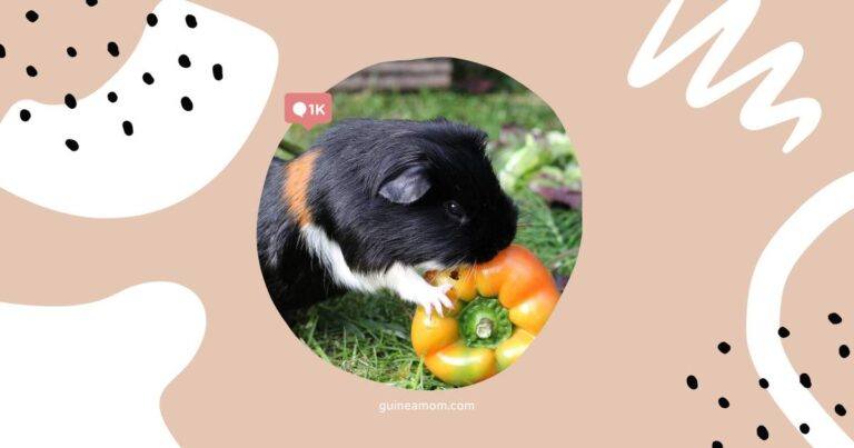 Guinea Pig Safe Treats: A Quick-Reference Checklist
