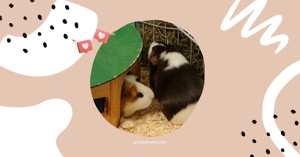 Guinea Pig Social Behavior Explained
