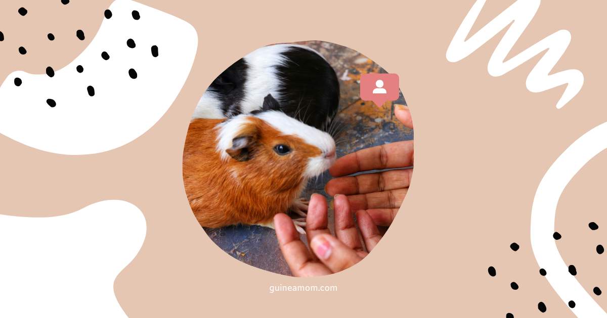 Guinea Pig Social Needs And Care