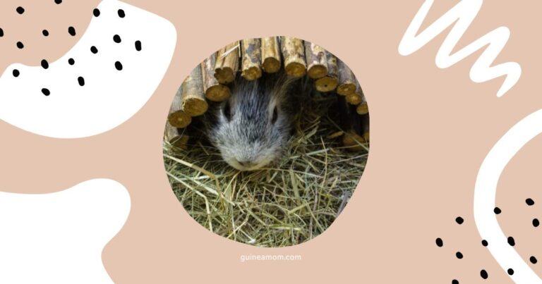 Guinea Pig Socializing Mistakes