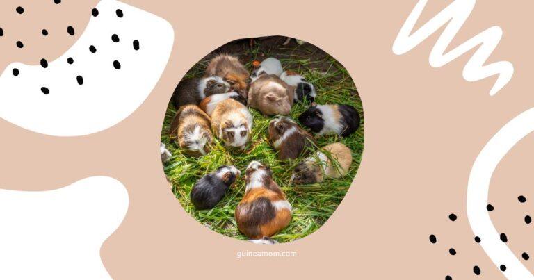 How Long Do Different Guinea Pig Breeds Live