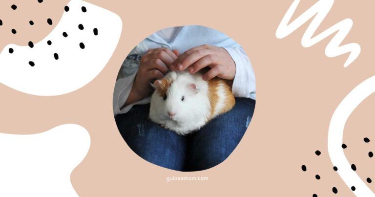 How To Bond With Guinea Pig