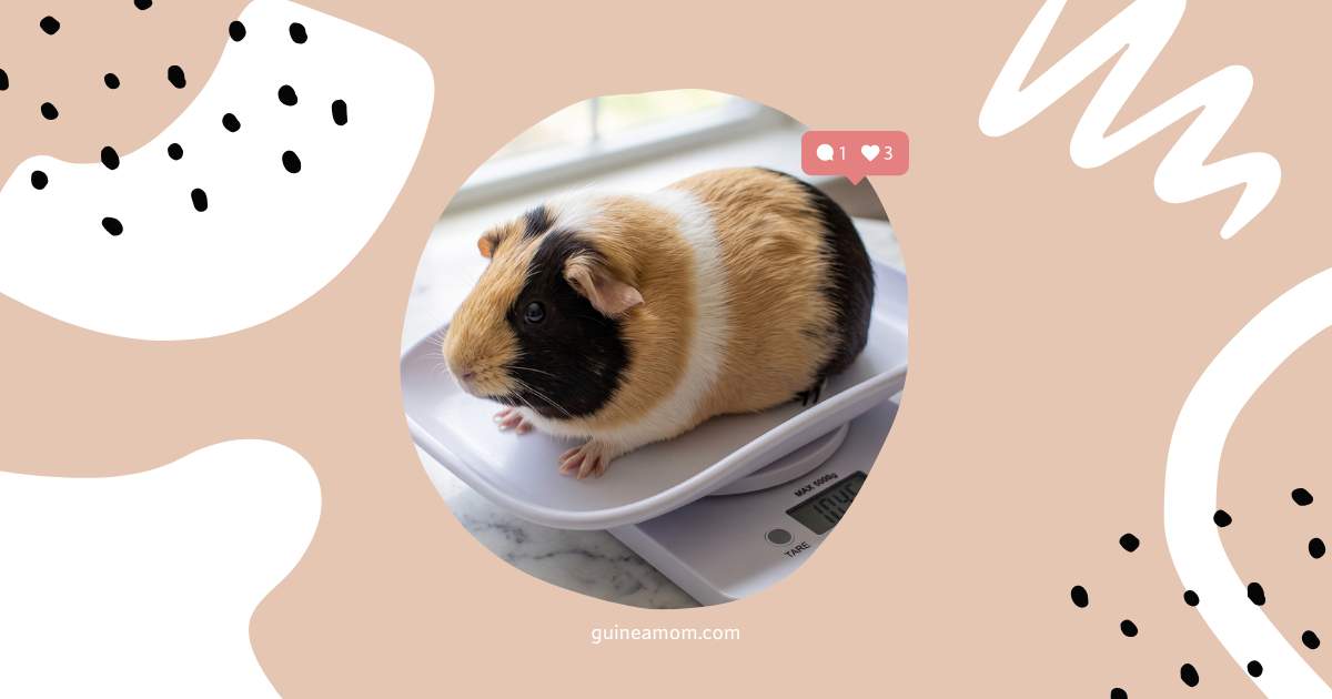 How To Manage Overweight Guinea Pigs Through Diet