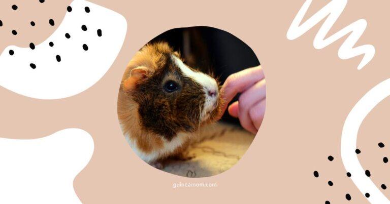 How To Socialize Your Guinea Pig