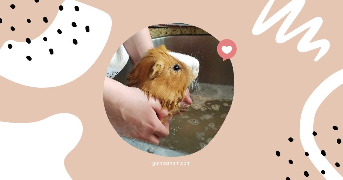 How to Bathe a Guinea Pig