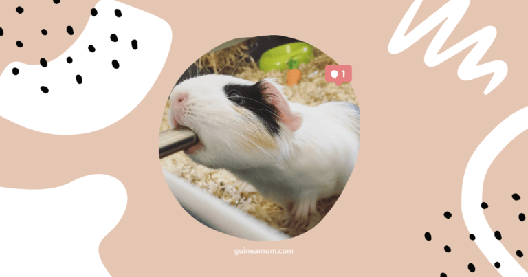Hydration Tips Ensuring Your Guinea Pig Drinks Enough Water